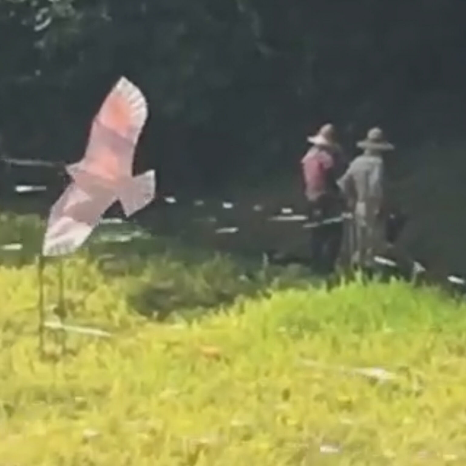 Screenshots from a series of videos about a rice field and its surroundings - Première édition